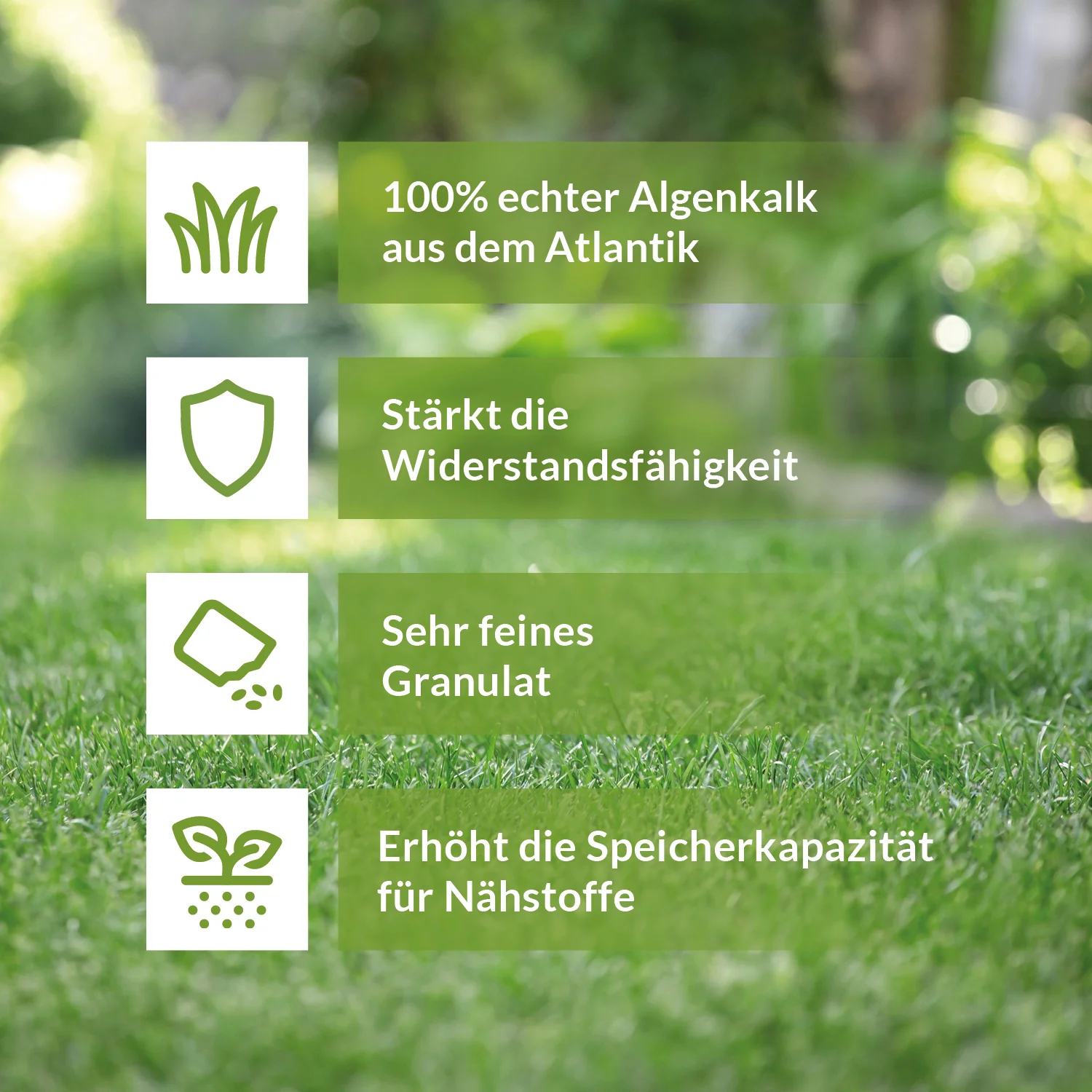 TerraDomi Algenkalk | 100% echter Meereskalk zur Stärkung der Widerstandsfähigkeit - Image 3